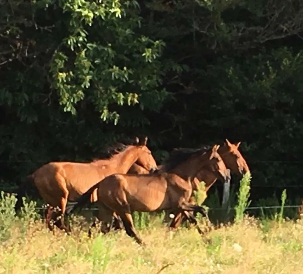 Gite Du Haras Du Suet Savas-Mepin Farm stay