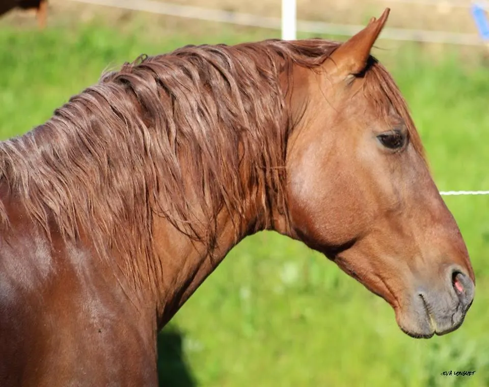 Gite Du Haras Du Suet Savas-Mepin 0*,